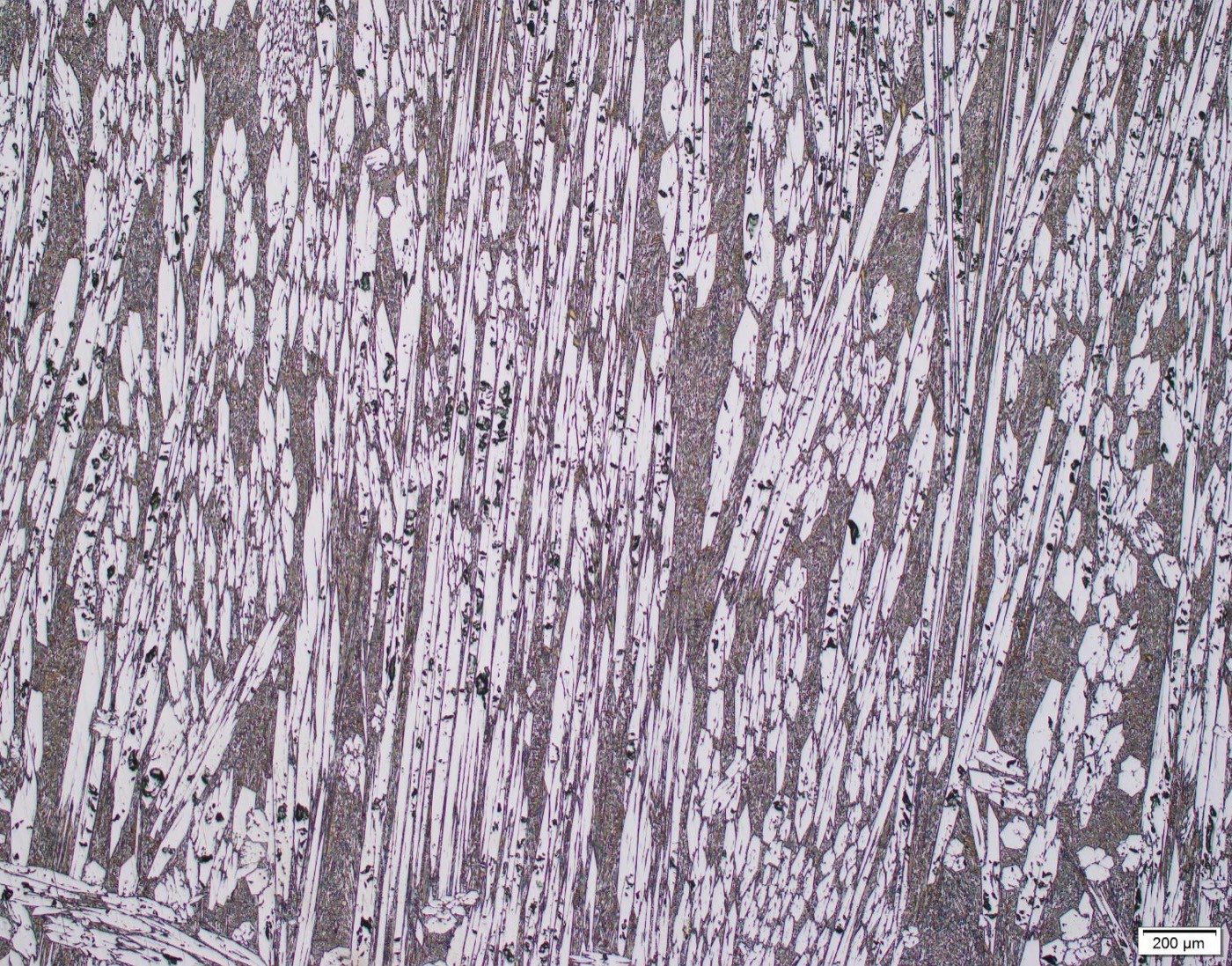 Optical micrograph of TW200 overlay showing primary chromium carbide rods, 200 micron scale